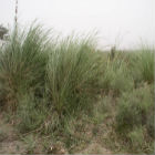 Salt-loving plant Desmostachya bipinnata can reclaim saline soil give biofuel